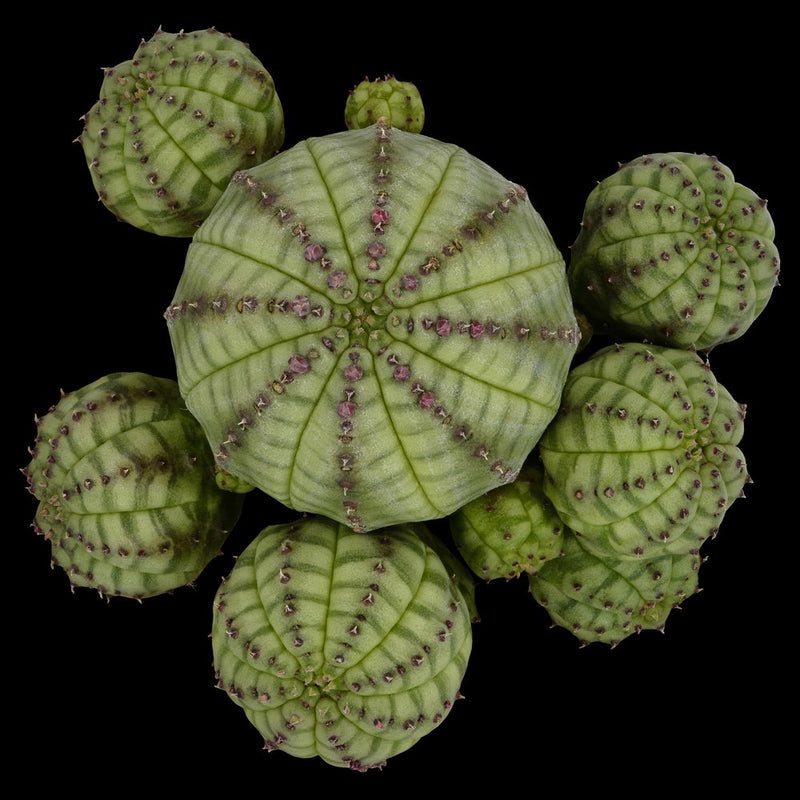 Green Succulent Cluster
