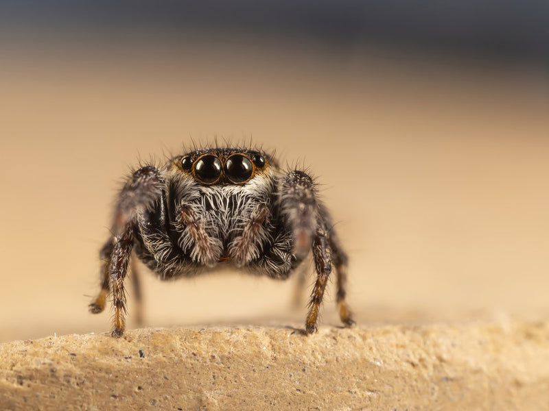Big Eyed Jumping Spider