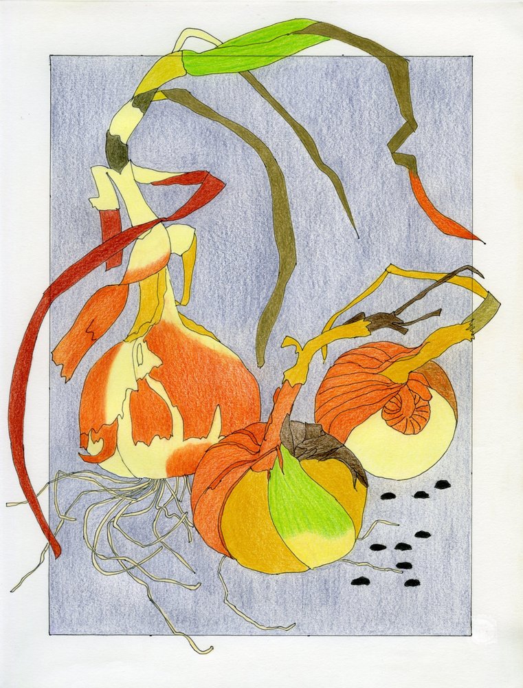 Sprouting Onions Still Life