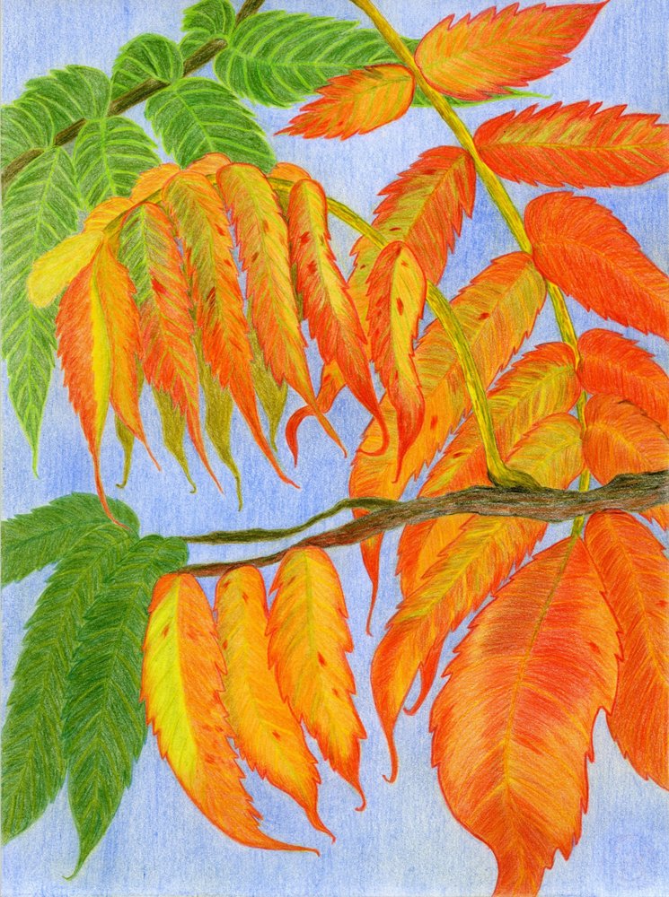 Vibrant Autumn Leaves