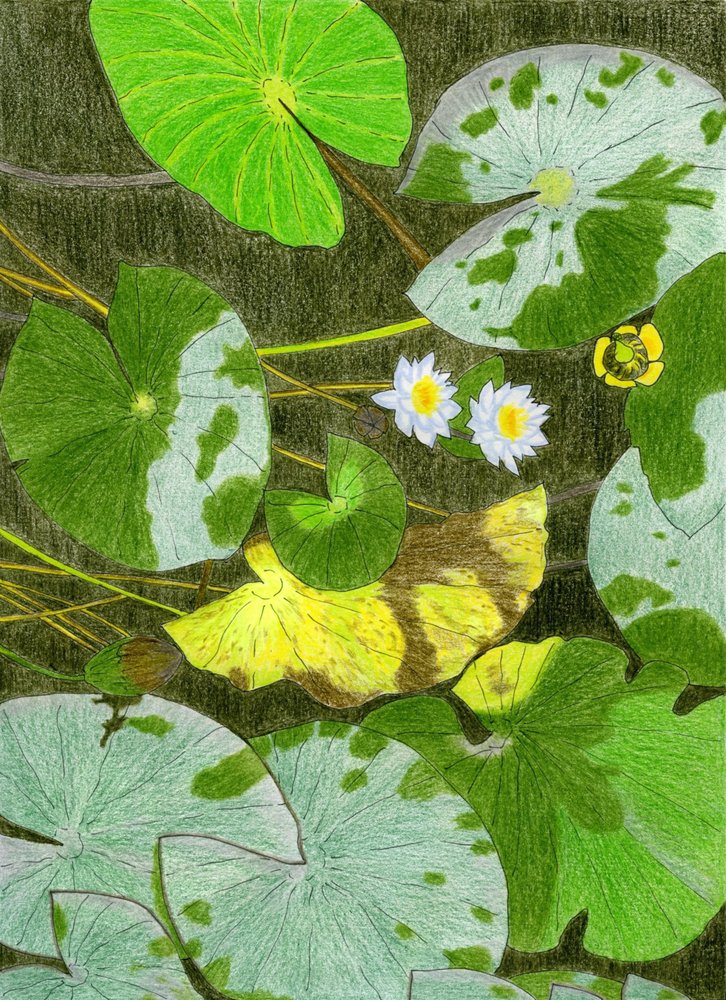 Tranquil Water Lilies