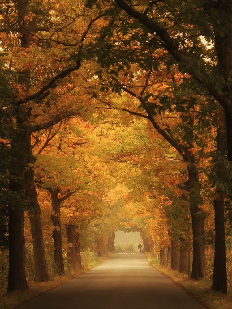 Misty Autumn Road