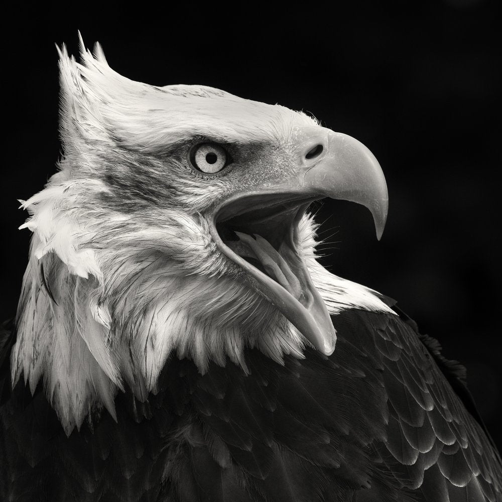 Screaming Bald Eagle