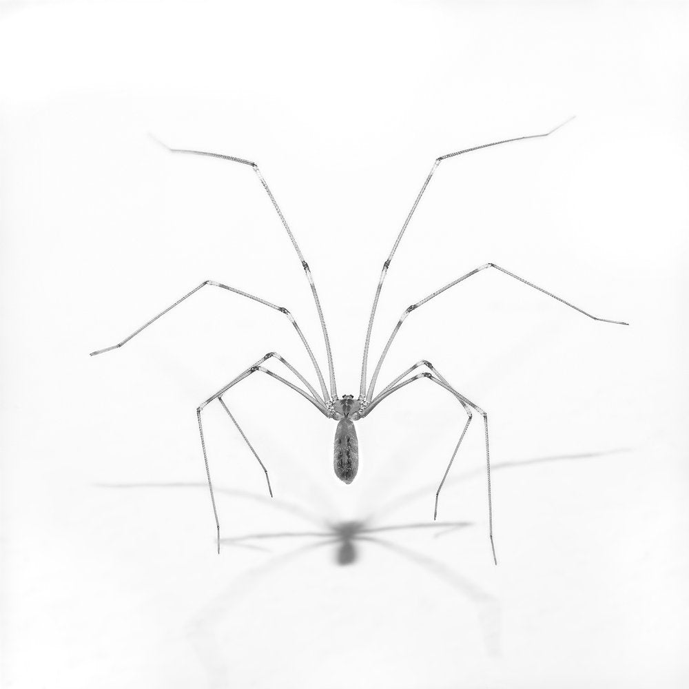 Long-Legged Spider Shadow