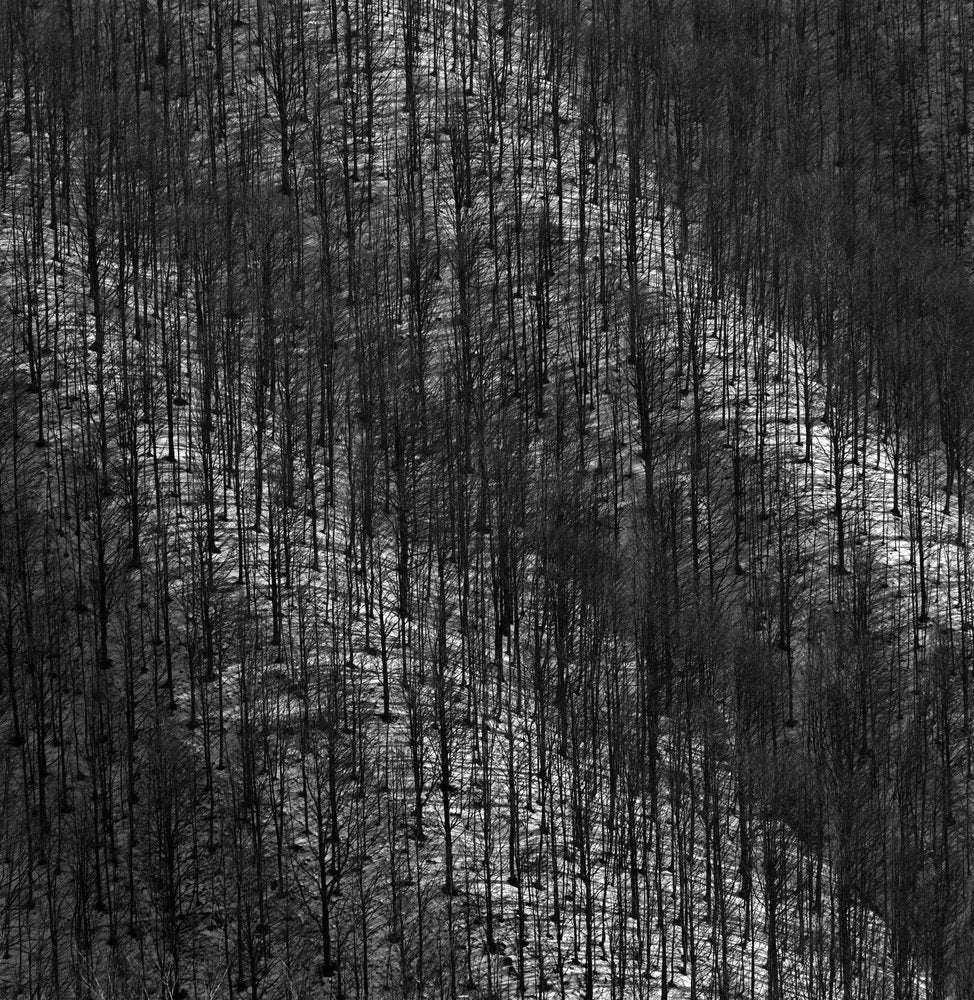 Winter Forest Pattern