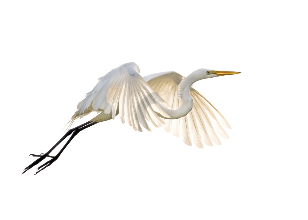 Soaring White Egret