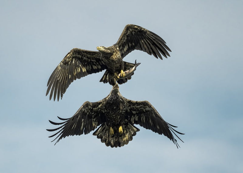 Eagles Midair Fish Grab