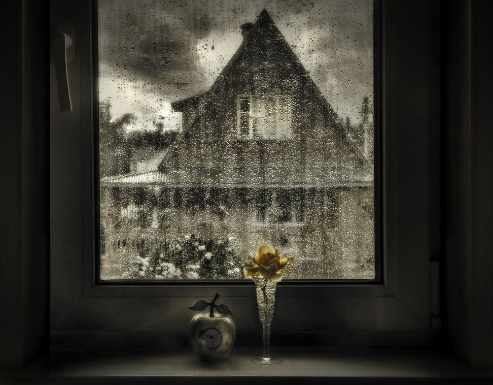 Rainy Window Rose