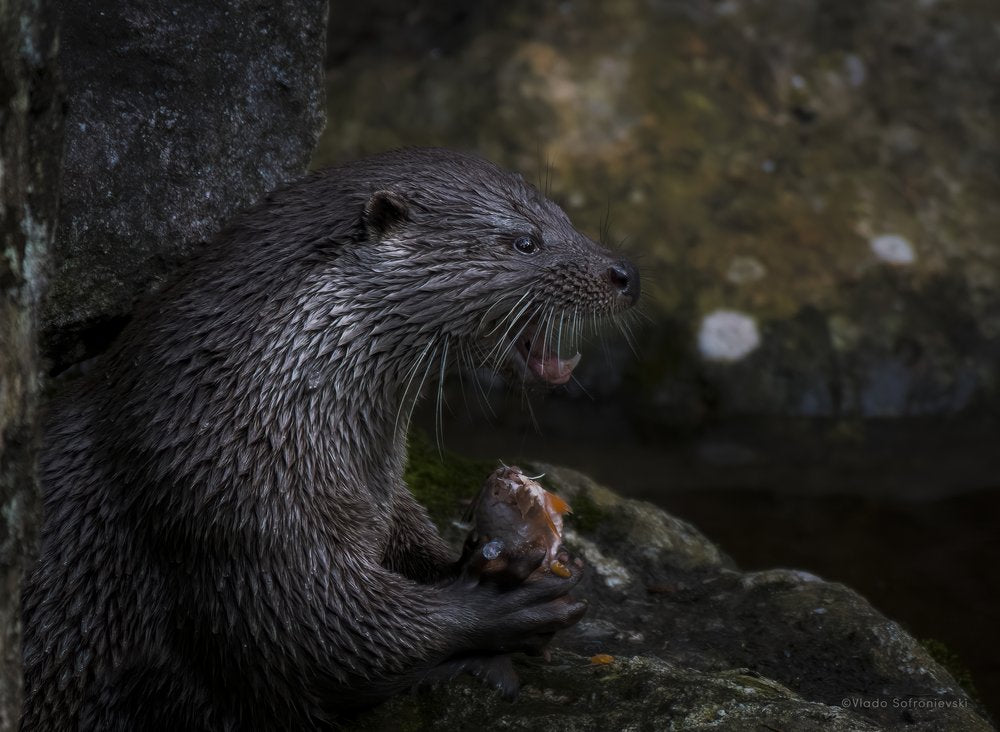 Wild Otter Eating Fish
