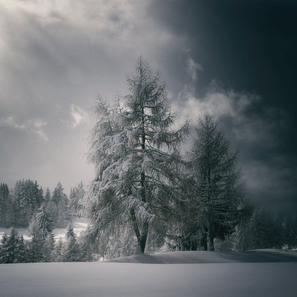 Snowy Winter Trees