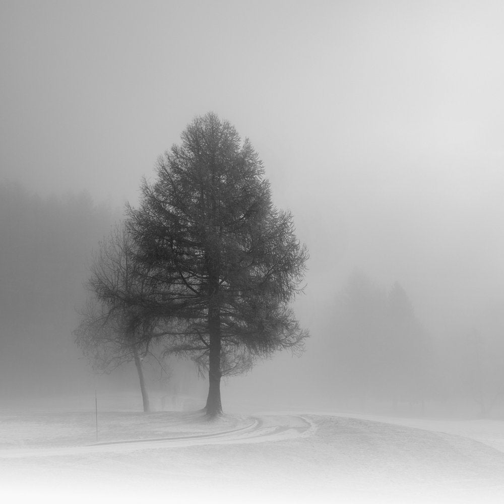 Trees In Winter Fog