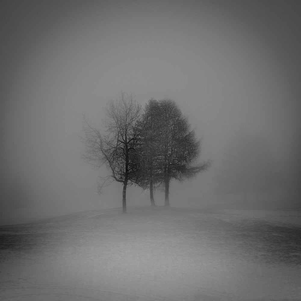 Misty Winter Trees