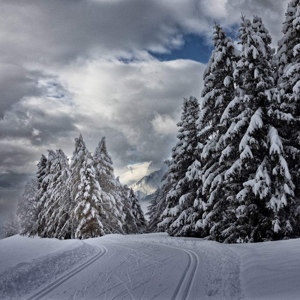 Snowy Forest Ski Trail