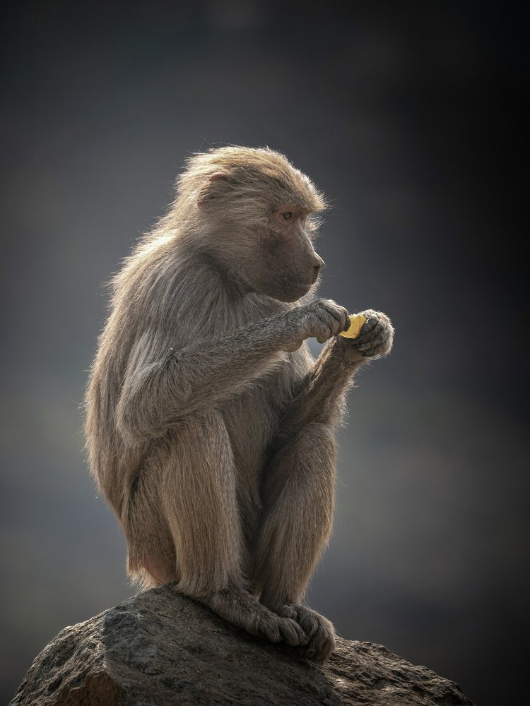Solitary Baboon Meal