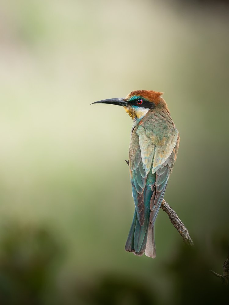 Vibrant Bee-Eater Perched