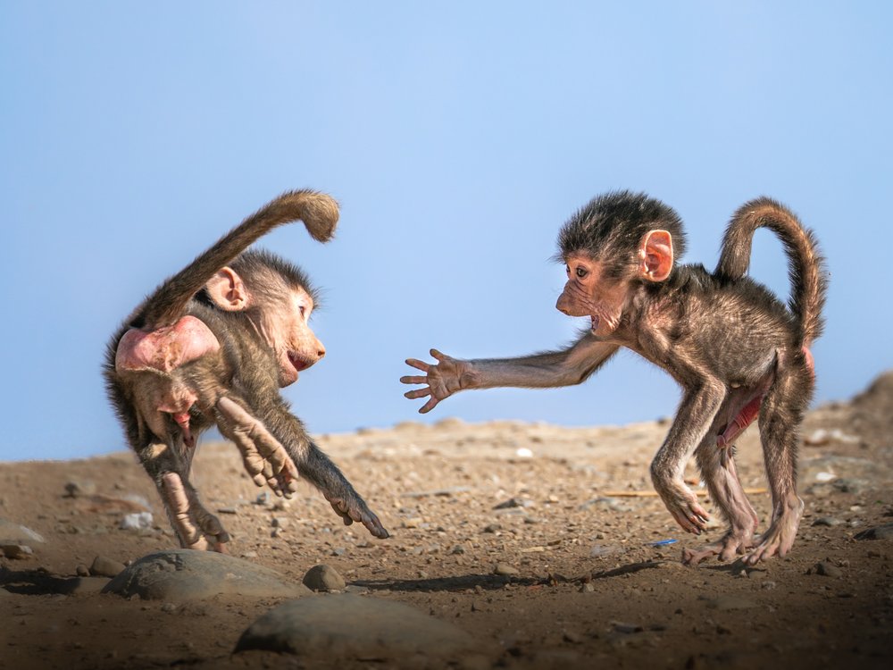 Playful Young Baboons