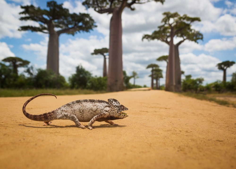 Chameleon Walking Baobab Path
