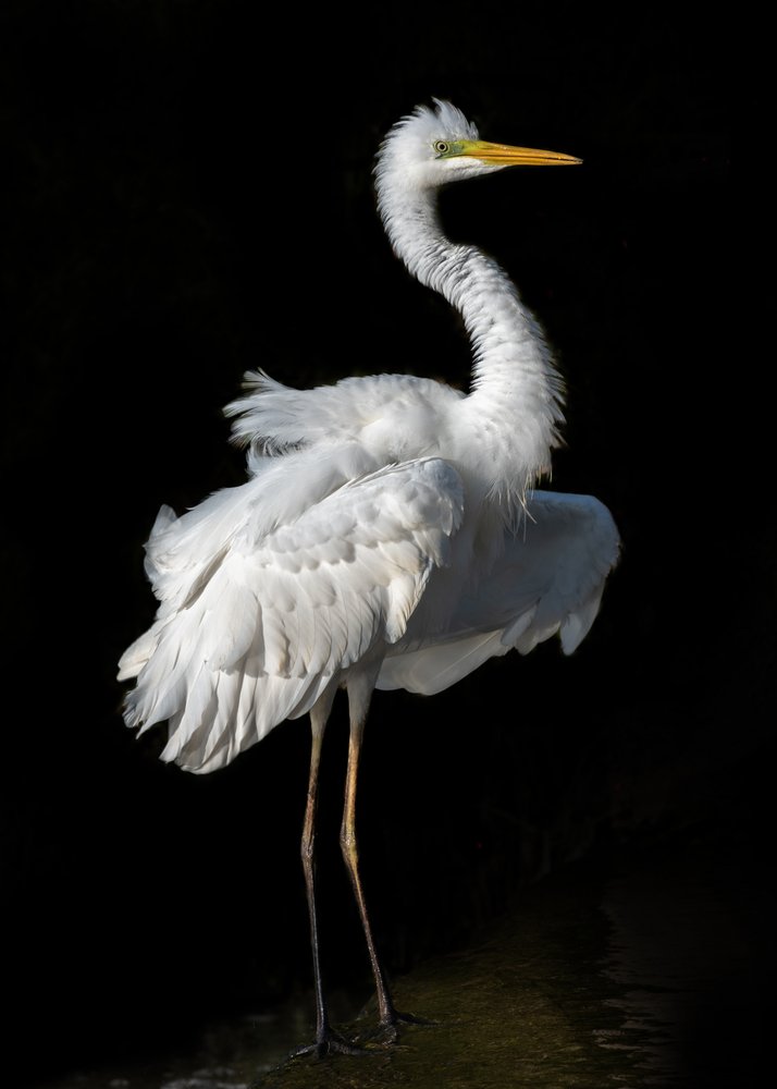 Elegant White Egret