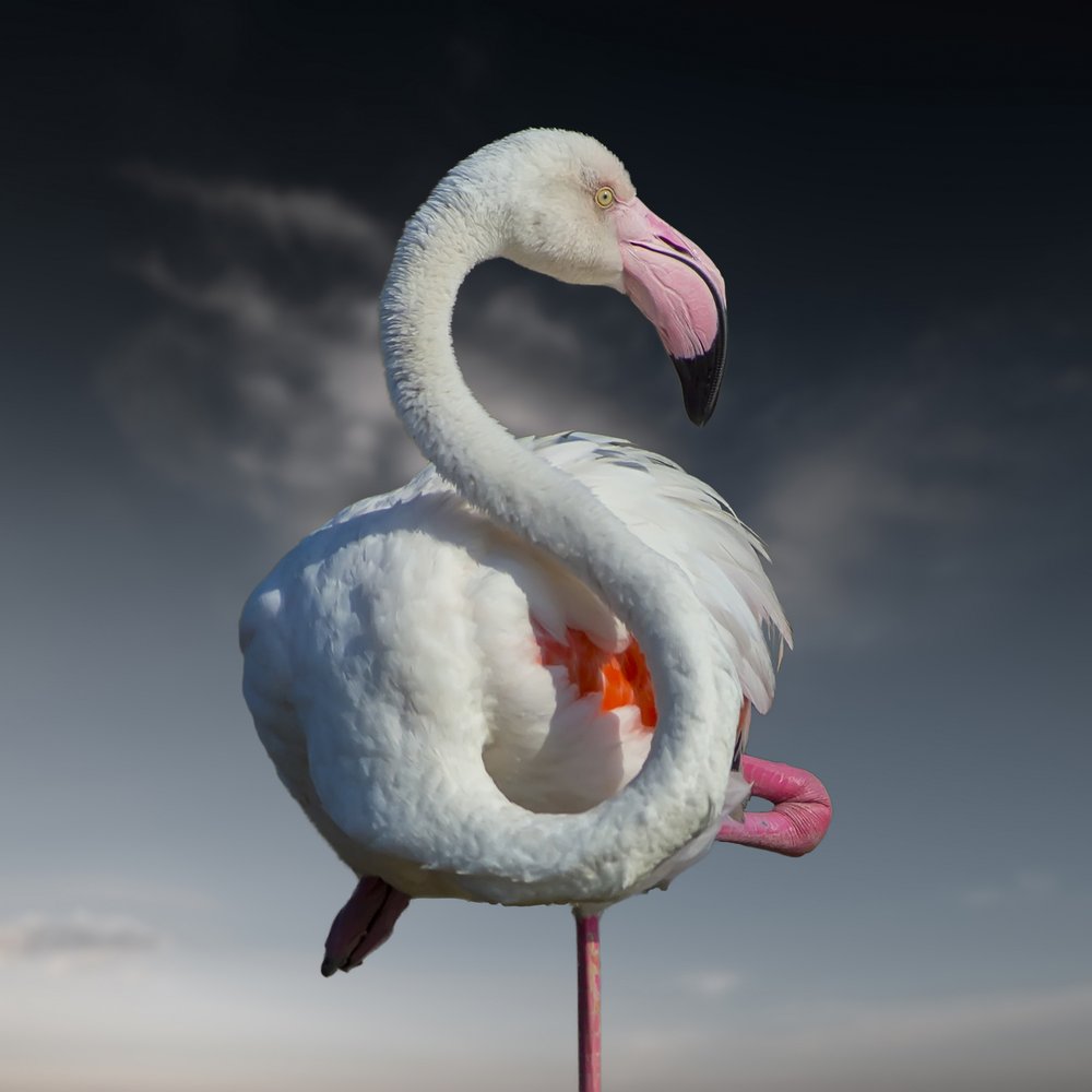 Elegant White Flamingo