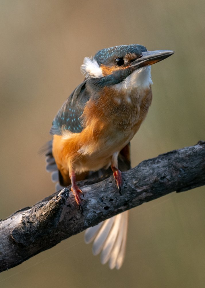 Watchful Kingfisher Perch
