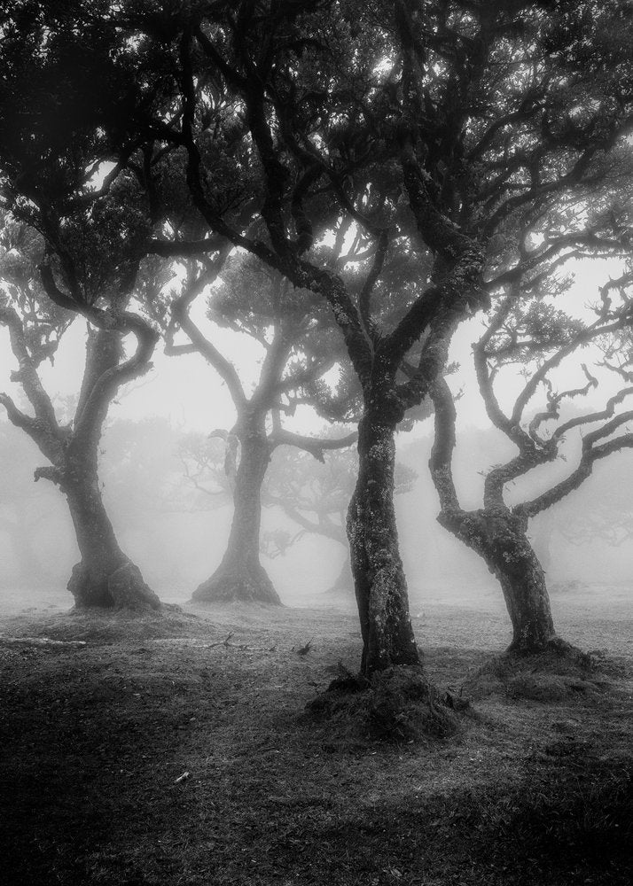 Enchanted Foggy Forest