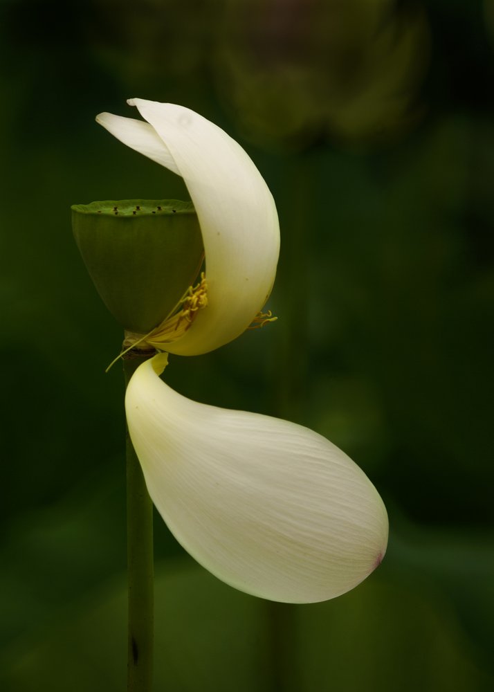 Serene Lotus Petals