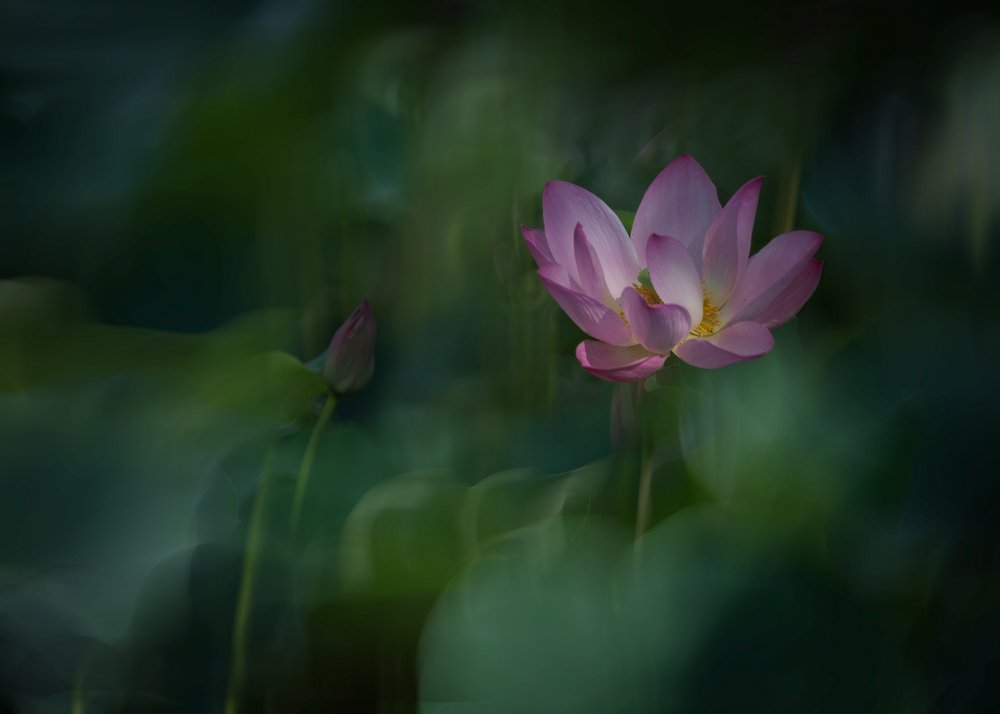 Serene Pink Lotus Bloom