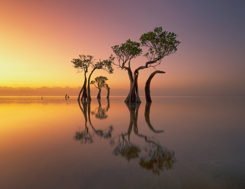 Golden Hour Mangroves