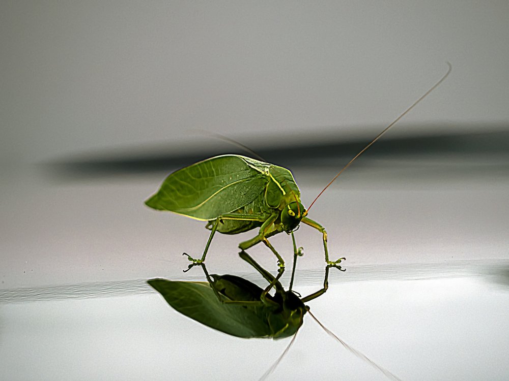 Green Leaf Insect Reflection