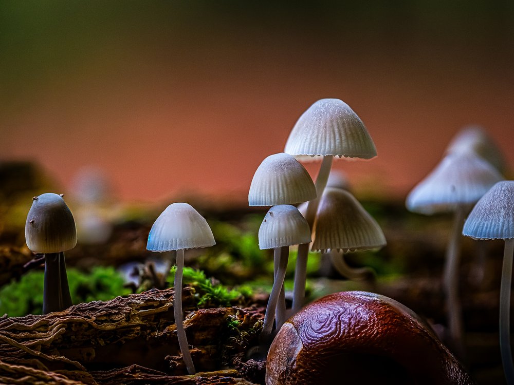 Mushrooms and Chestnut