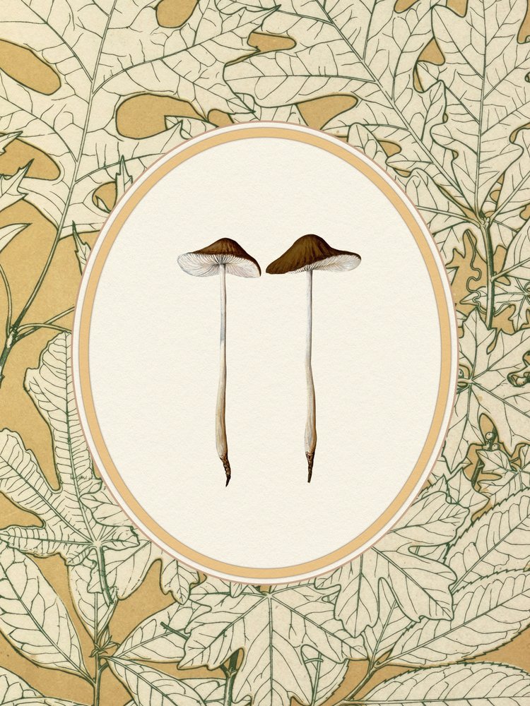 Delicate Woodland Mushrooms