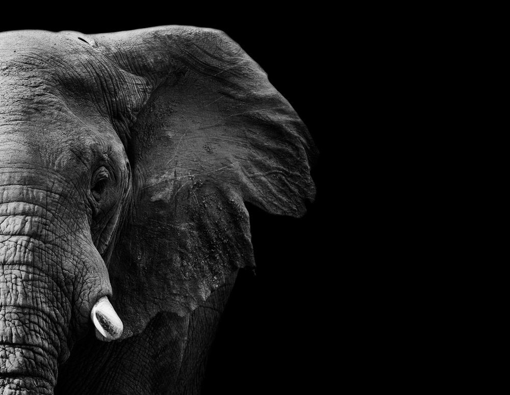 Majestic Elephant Portrait