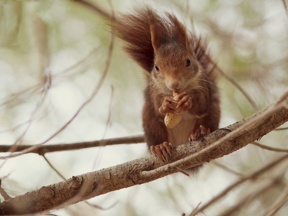 Red Squirrel's Treat