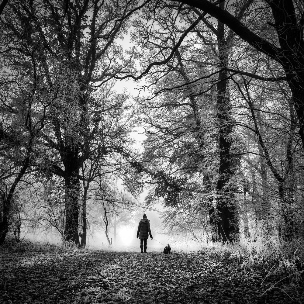 Quiet Forest Walk