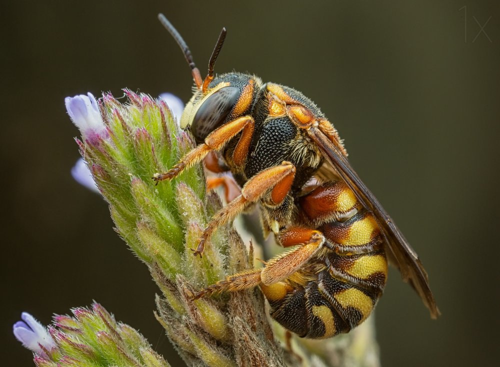 Vibrant Bee On Flower