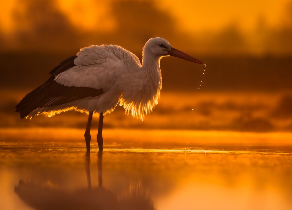 Wading Stork Golden Glow