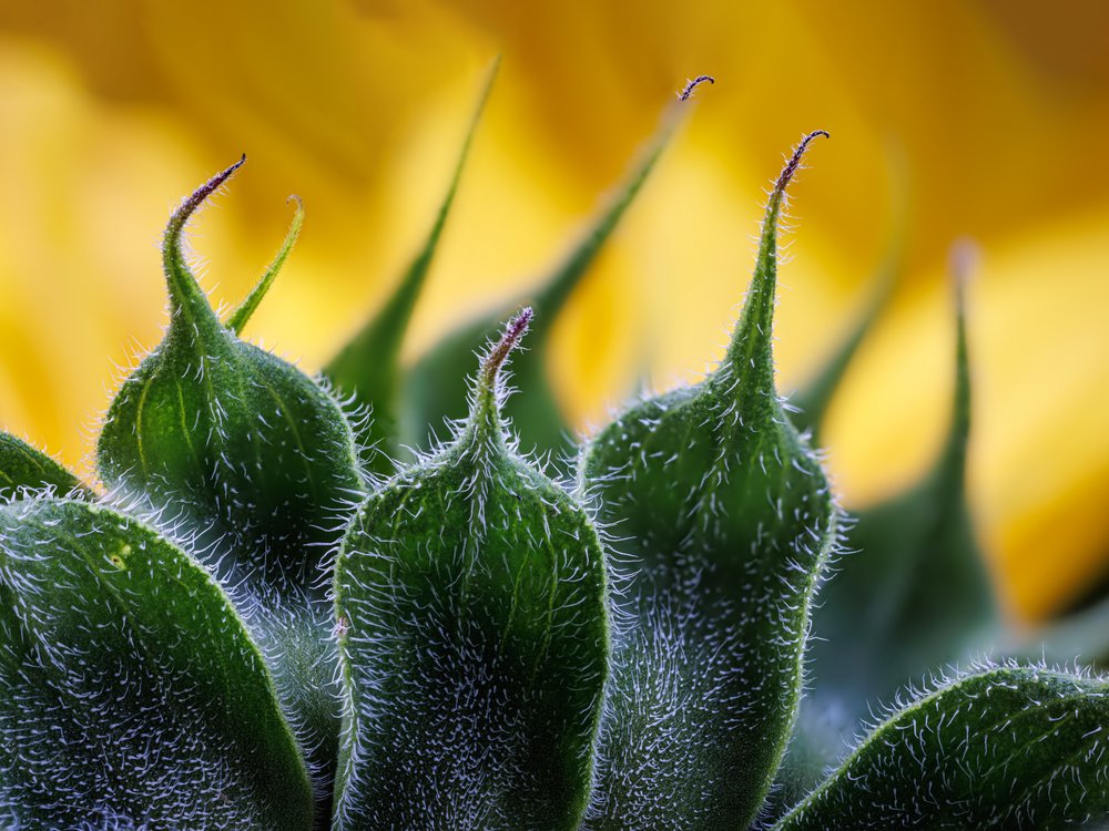 Fuzzy Sunflower Bud