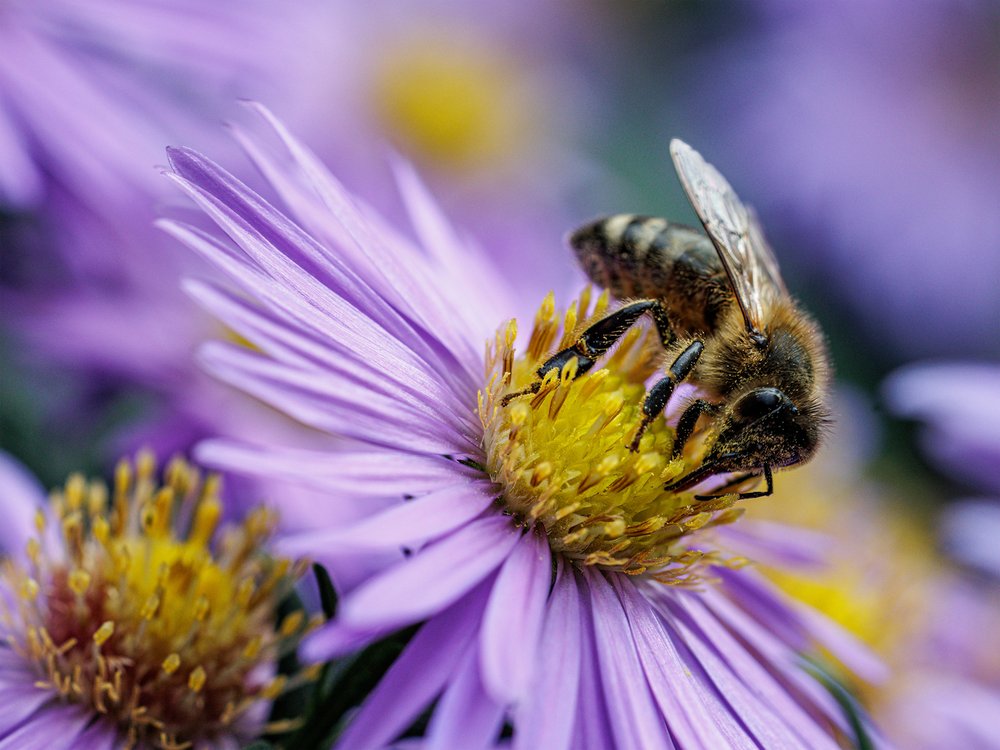 Honeybee On Purple Flower