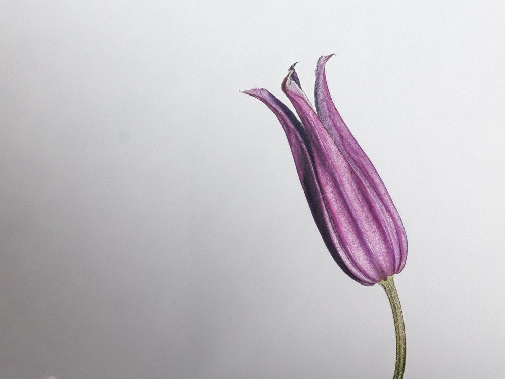 Graceful Purple Bud