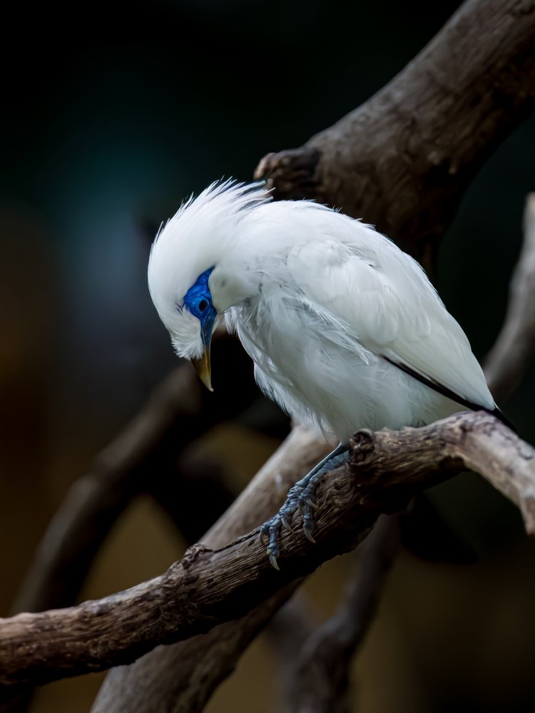 Elegant White Bird