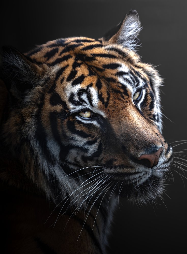 Majestic Tiger Profile