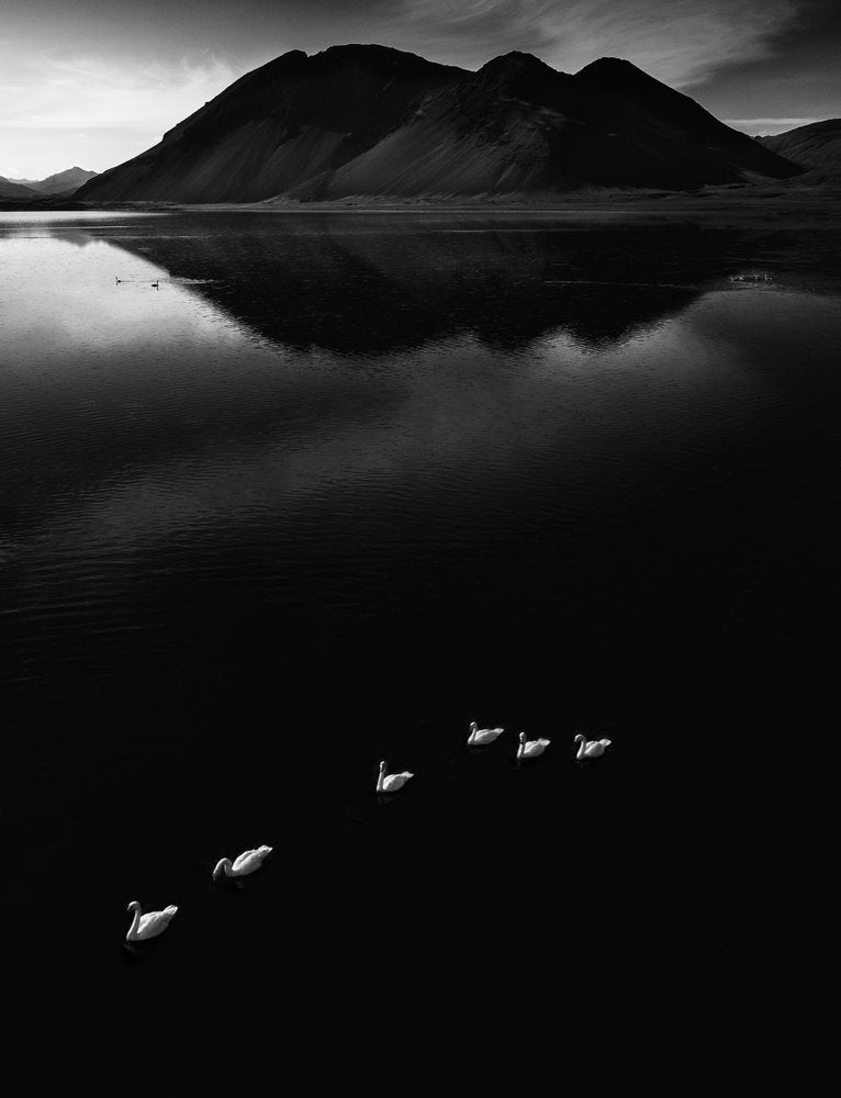Swans on Dark Lake