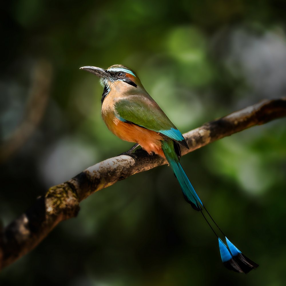 Exotic Racket-tail Motmot