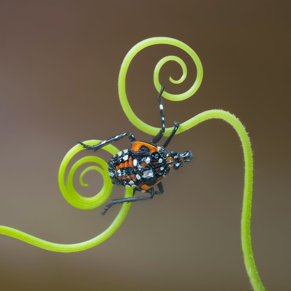 Vibrant Insect on Tendril
