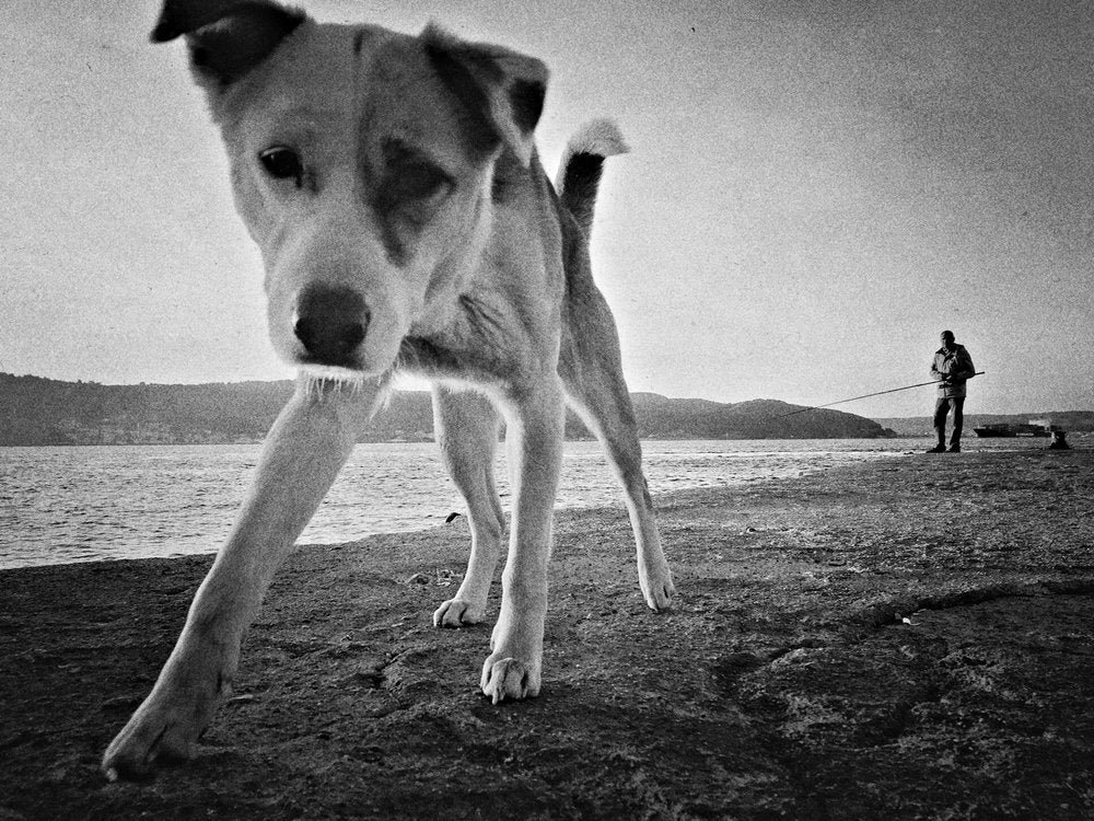 Curious Dog Fishing