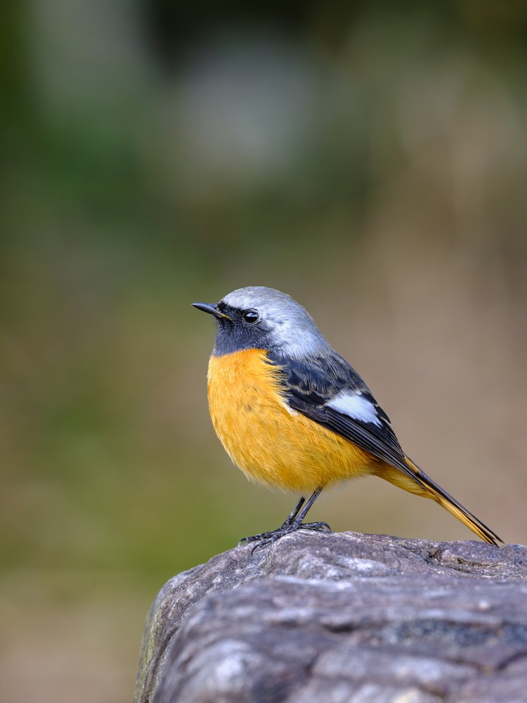 Orange Bird on Rock