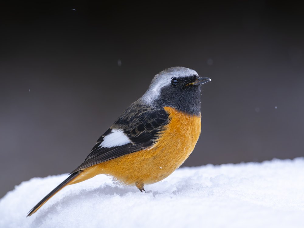 Orange Redstart in Snow