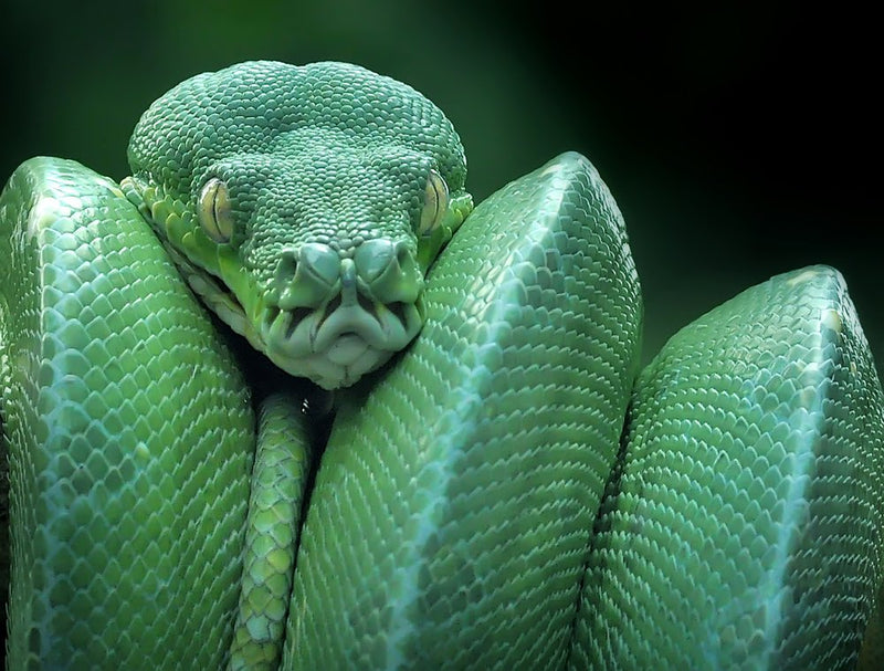 Intense Green Snake