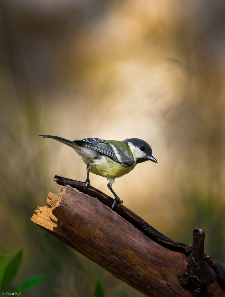 Wild Bird Perched