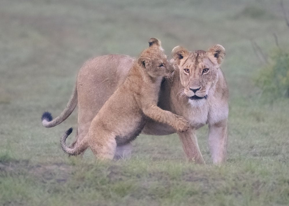 Lioness and Cub Play